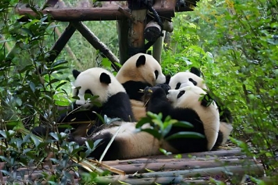 HÀ NỘI - THÀNH ĐÔ – MẠN HOA TRANG VIÊN – CỬU TRẠI CÂU – LẠC SƠN ĐẠI PHẬT – KHU BẢO TỒN GẤU TRÚC 6N5Đ BAY SICHUAN AIRLINES