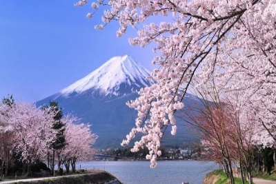 DU LỊCH NHẬT BẢN MÙA XUÂN 2026: HÀ NỘI – WAKAYAMA - OSAKA – KYOTO – PHÚ SĨ - TOKYO 6 ngày 5 đêm, bay VN (về chiều)