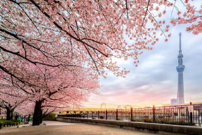 HOKKAIDO- MÙA XUÂN HOA NỞ TRÊN ĐẢO BĂNG 2026: HÀ NỘI - ASAHIKAWA – SAPPORO - TOKYO 6 ngày 5 đêm, bay JL