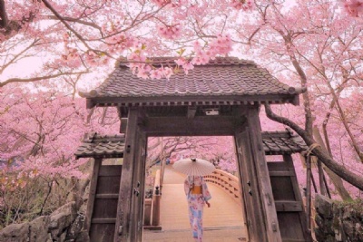 DU LỊCH NHẬT BẢN MÙA HOA ANH ĐÀO 2026: HÀ NỘI – FUJI - TOKYO – CHIBA 5 ngày 4 đêm, bay VN (TOKYO MONO về sáng)